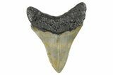 Serrated, Fossil Megalodon Tooth - North Carolina #273991-1